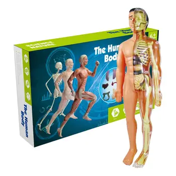 Szimuláció Az Emberi Csontváz Modell Emberi Test Anatómiai Modell Oktatási Oktatási Kellékek A Diákok DIY Oktatási Játékok